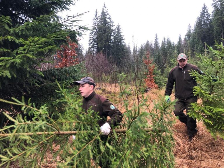 Pěstitel: Déšť pomohl, vánoční stromky jsou zelenější