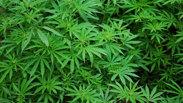 Úřad OSN vyřadil marihuanu ze seznamu nejtěžších drog