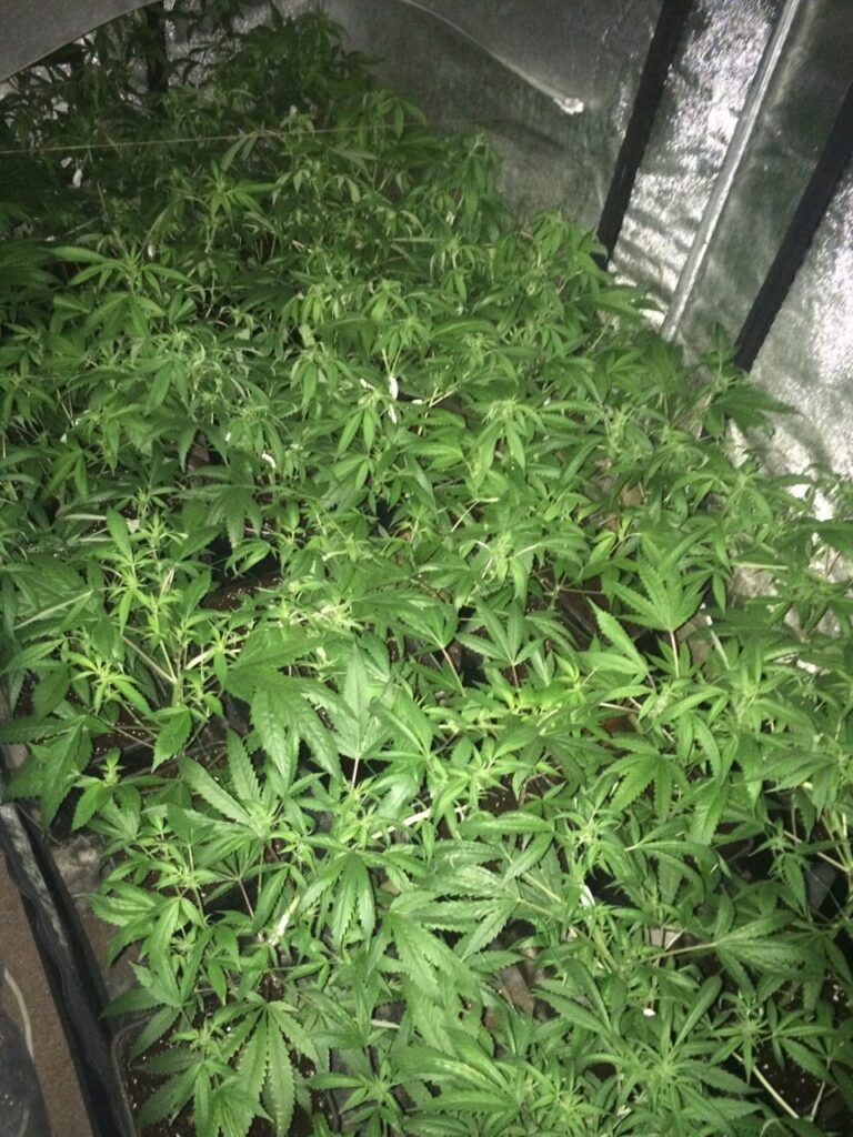 Léčebné konopí by mohlo být levnější a dostupnější díky licencím