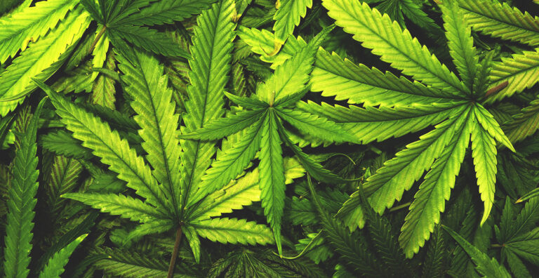 Stát New York zlegalizoval marihuanu k rekreačním účelům