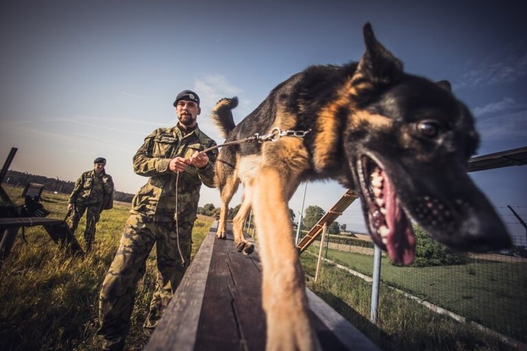 Čeští vojáci se učili, jak na bojišti zachránit své vojenské psy