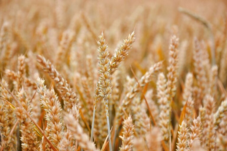 Válka v „obilnici Evropy“ ohrožuje sýpky. Unie podpoří své zemědělce, aby zabránila nedostatku