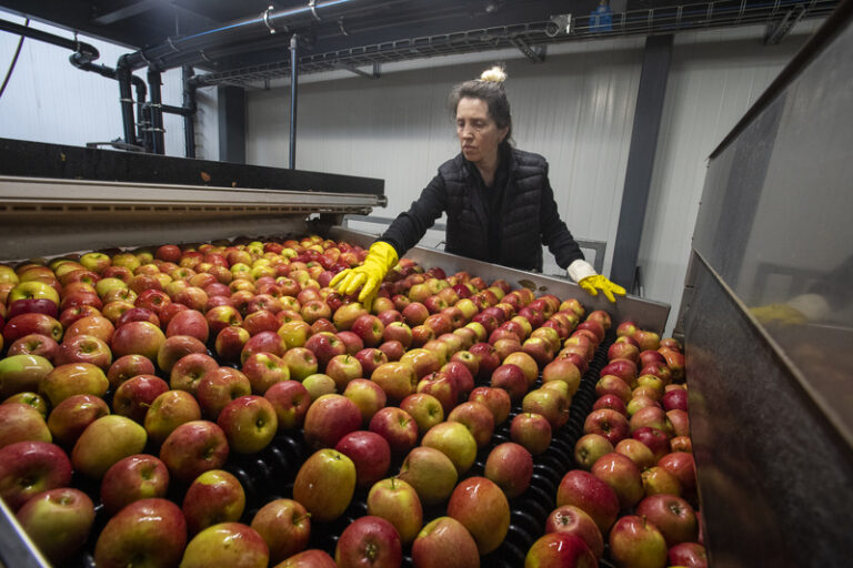Majitel jablečných sadů: České jablko mizí, pomohly by kontroly původu jablek