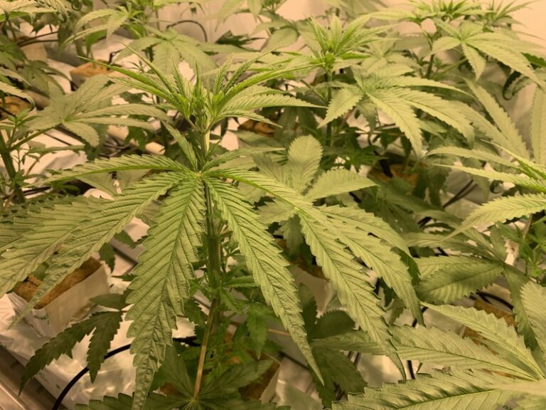 Vláda nezařadila kratom a kanabinol HHC na seznam zakázaných látek