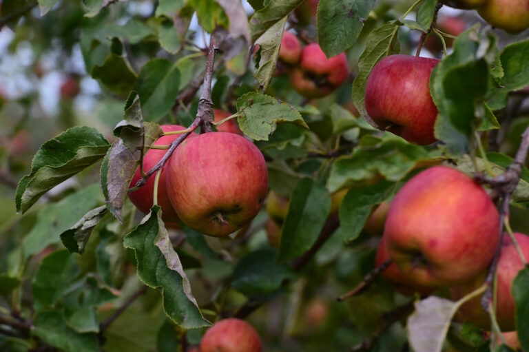 Vláda schválila 243 milionů korun pro producenty ovoce, zeleniny, chmele a mléka
