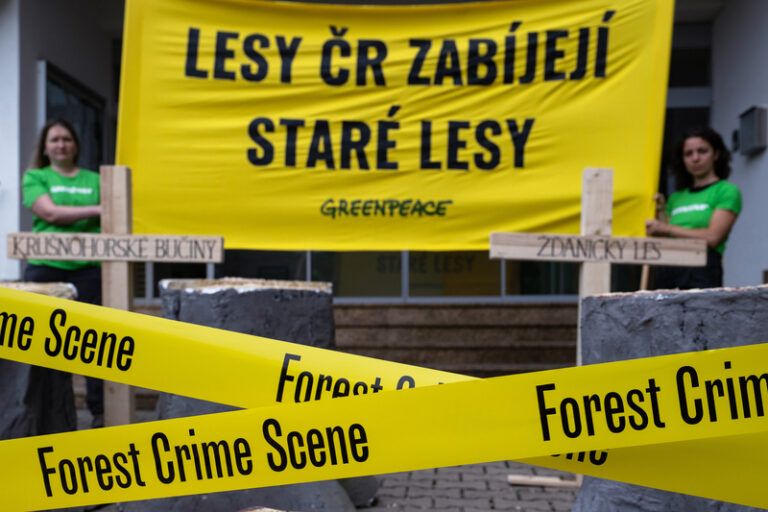 Greenpeace: Dřevo vytěžené ve starých lesích v ČR se prodává jako palivové