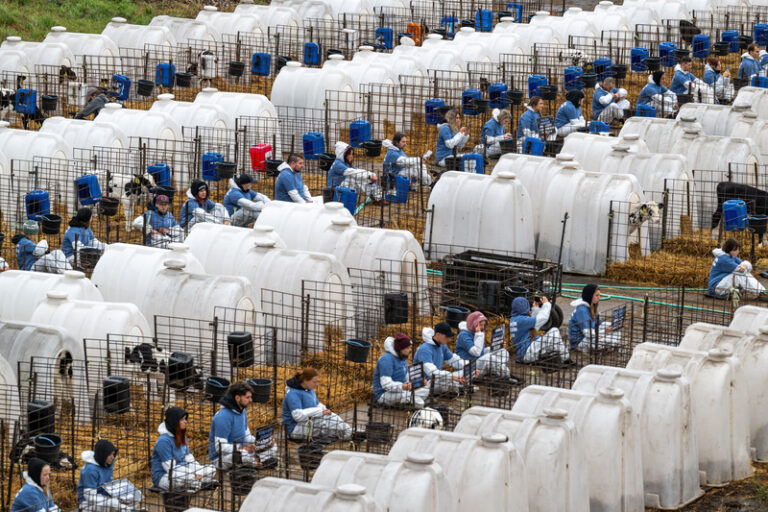 Zhruba 70 aktivistů protestovalo na mléčné farmě na Pardubicku