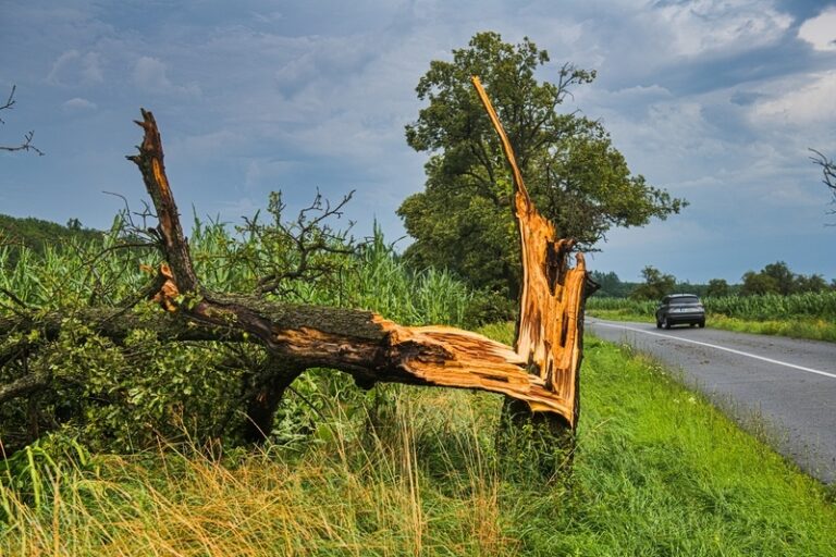 Hasiči zasahovali po bouřce u spadlých stromů, měli stovky výjezdů