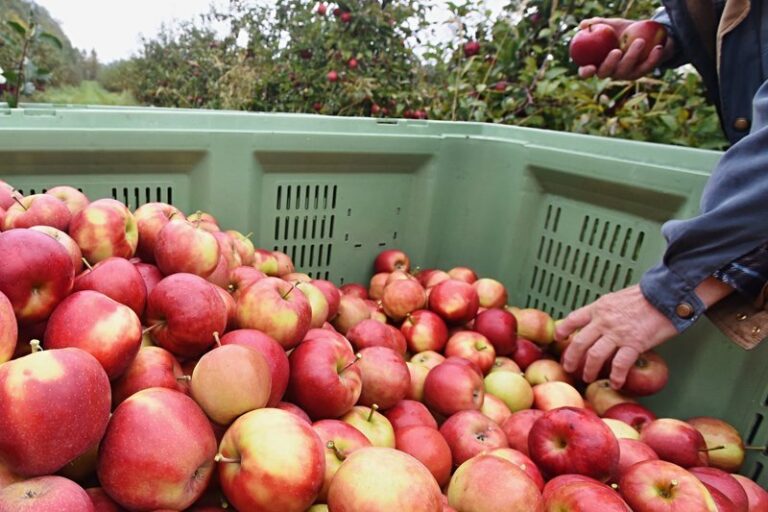 Sadaři z Plzeňska: Polským jablkům nejde cenově konkurovat