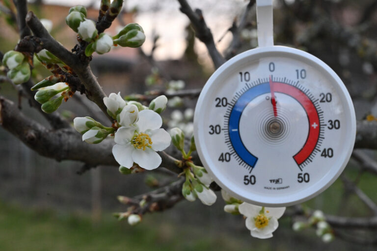 Mrazy nadělaly ovocnářům lokální škody, úroda by mohla být průměrná