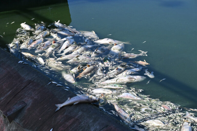 Jáchymovský potok na Karlovarsku znečistila neznámá látka, uhynuly desítky ryb