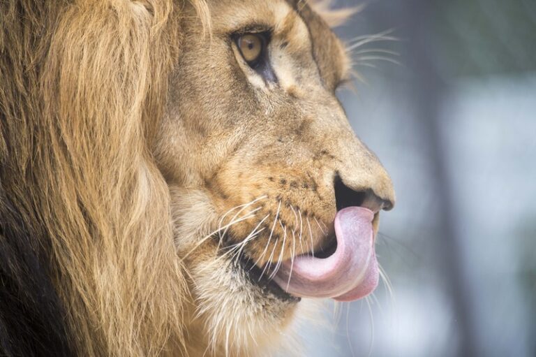 Veterináři navrhnou odebrání zvířat ze zooparku ve Zvoli, odkud utekl lev