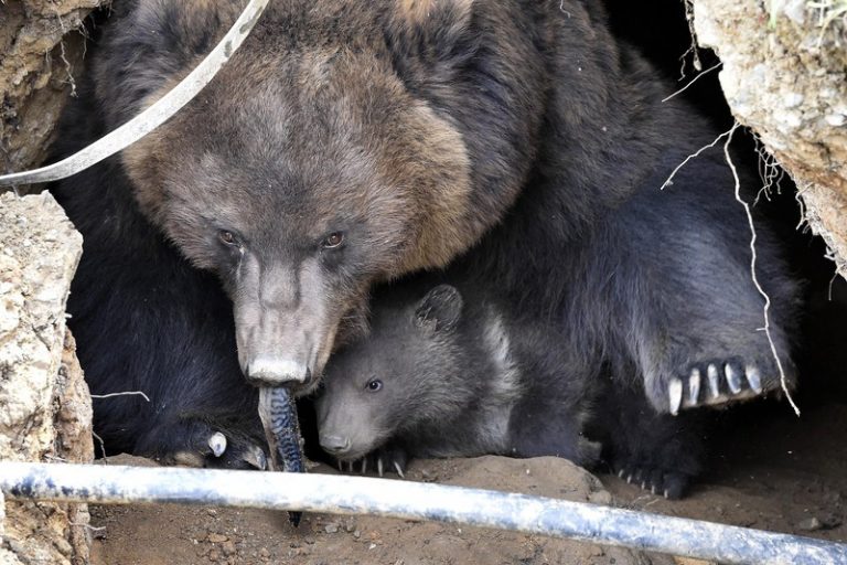 Zoo Brno přišla o medvědici Kamčatku, dožila se 33 let