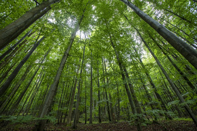 Biolog: Úhyn lesů a odvodnění dělá z krajiny poušť, ubývá zemědělská půda