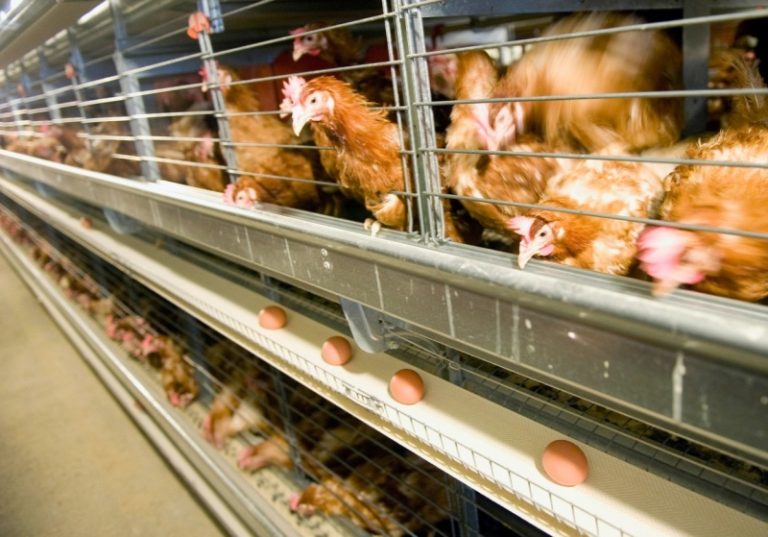 ČSÚ: Výroba masa ve druhém čtvrtletí meziročně opět mírně stoupla