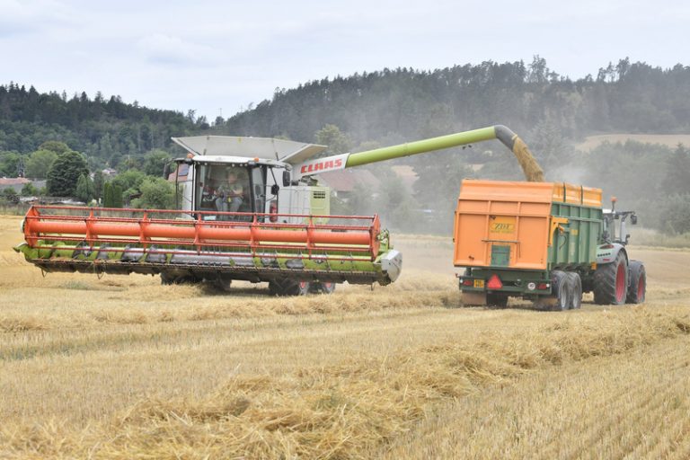 Sklizeň základních obilovin letos klesne, odhaduje ČSÚ